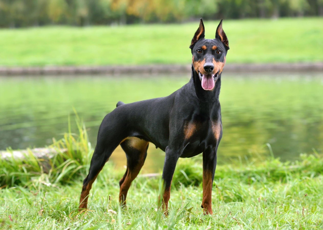 Doberman Pinscher